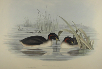 John Gould's Birds of Australia